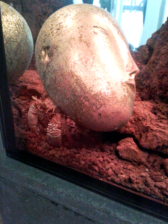 aquarium avec bernard-lhermite logeant dans une réplique de tête de Brancusi